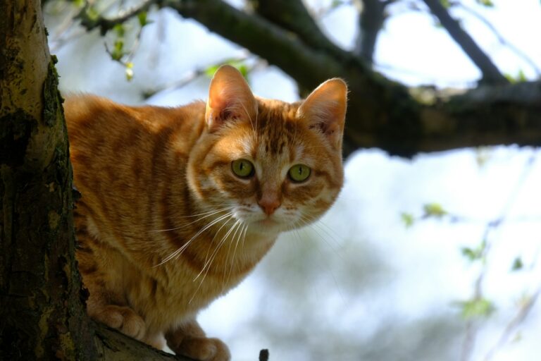 Cat in a Tree